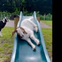Goats play on a slide at Manorafon Farm Park