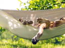 How to keep dogs cool in the sunshine