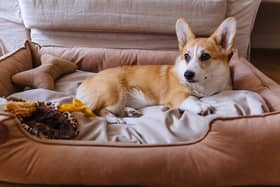 Best dog beds 2021: stylish, comfortable dog beds for kinds of dogs, and every owner’s budget