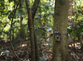 The best home wildlife cameras to photograph birds and garden animals