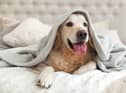 Blankets for winter 2022 