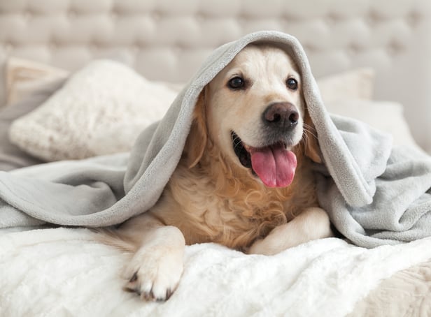 <p>Blankets for winter 2022 </p>