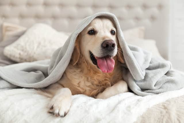 Blankets for winter 2022