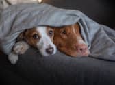 The best heated blankets to keep you warm in winter