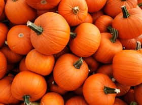 Recently harvested orange pumpkins
