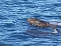 Holidaymaker Sarah Craven believes she saw two crocodiles off the coast of Yorkshire - this is a still image taken from the video shared on Facebook.
