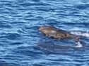 Holidaymaker Sarah Craven believes she saw two crocodiles off the coast of Yorkshire - this is a still image taken from the video shared on Facebook.
