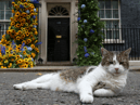 Larry the cat 1-0 Fox: Larry scraps with fox twice his size outside 10 Downing Street and it’s all on video 