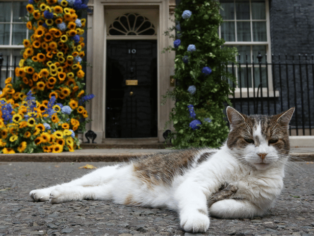 Larry the cat 1-0 Fox: Larry scraps with fox twice his size outside 10 Downing Street and it’s all on video 