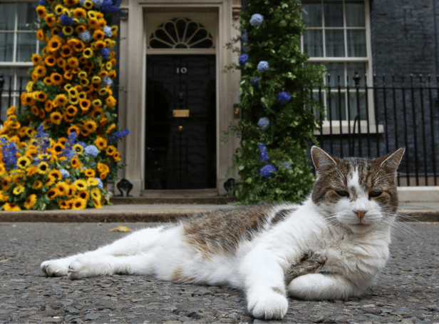 <p>Larry the cat 1-0 Fox: Larry scraps with fox twice his size outside 10 Downing Street and it’s all on video </p>