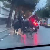 Screen grabs showing the bizarre moment three horses galloped through traffic - in the middle of London. 