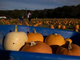 Pumpkins sit in a wheelbarrow at Tulleys farm in Crawley, England.