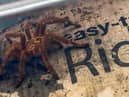 Despite being petrified of spiders, mum-of-two Sarah gave the curled up creature (pictured) a nudge and was left stunned when it began to move. She then bravely managed to scoop up the tarantula into a box and moved it into her kitchen.