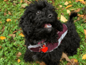 Warning to dog owners after ‘heartbroken’ woman’s puppy dies of highly infectious parvovirus disease