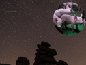 The digestive problems of pigs may have solved a Mars meteorite mystery