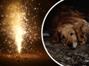 Tips to help your scared dogs on bonfire night