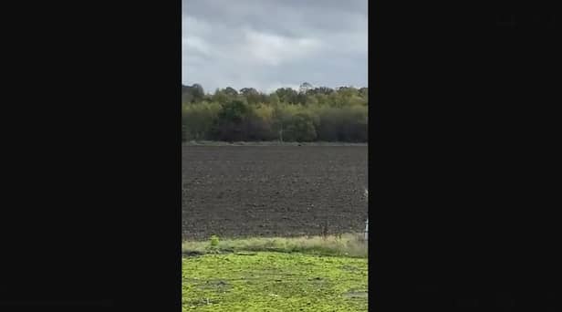 The jogger said the animal, which he described to be just below waist height, remained stationary as he tried to get its attention.