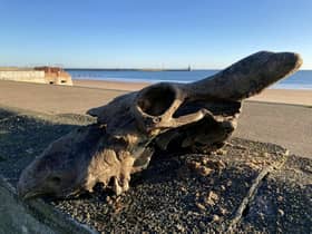 The auroch skull that Dannielle Keys found on Blyth Beach.  A walker has discovered an 'almost complete' skull of an ancestor to today's domesticated cows on the town's beach