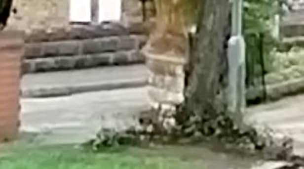 This is the moment a 'brave' brown rat took on two magpies in a Stoke-on-Trent street battle. 