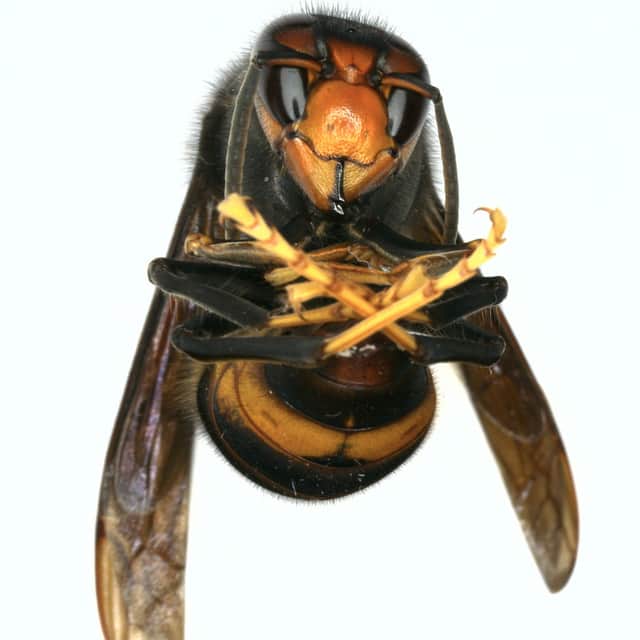 Pictured Asian Hornet that was found in an elderly woman’s trousers. 