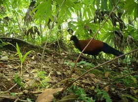 A bird thought to have disappeared from scientific study for 140 years has been rediscovered in Fergusson, Papua New Guinea
