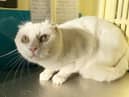 Two-year-old Gidget is in her prime despite needing parts of both ears removed after suspected cancerous scabs were found on her ear tips.