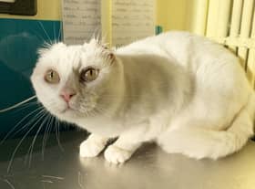 Two-year-old Gidget is in her prime despite needing parts of both ears removed after suspected cancerous scabs were found on her ear tips.