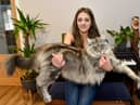 Murphy the Maine Coon keeps being mistaken for a dog or a lion