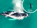 Gareth Tibbs caught rare footage of the whale swimming in waters off the shore of St Mary’s Island.