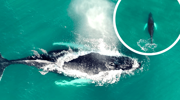 Gareth Tibbs caught rare footage of the whale swimming in waters off the shore of St Mary’s Island.