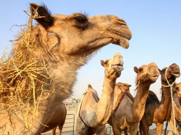 Camels are pictured at the camel market in the Erhaiya desert area.