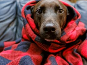 Keeping pets warm will be an important task for owners this winter