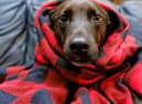 Keeping pets warm will be an important task for owners this winter
