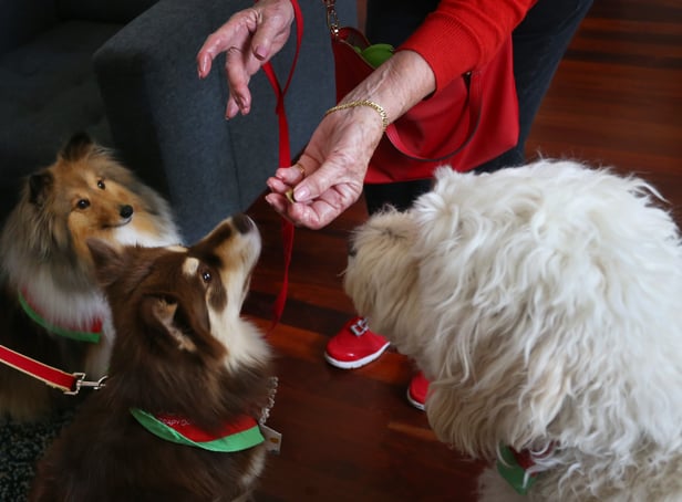 <p>Can you feed a dog Christmas dinner? Items not to feed your pets from the Christmas dinner leftovers</p>