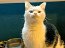 Britain’s most unwanted cat who can’t meow and is toothless has finally found her forever home in time for Xmas. 