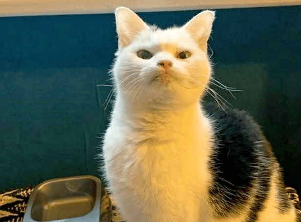 <p>Britain’s most unwanted cat who can’t meow and is toothless has finally found her forever home in time for Xmas. </p>