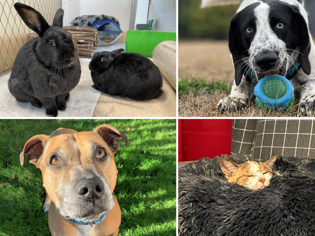 Some of the animals looking for homes at Blue Cross