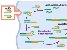 Graphic of oncolytic DNA hairpin pairs (oHPs) being are introduced to the cancer cell. When the oHPs encounter the tumour-causing overexpressed microRNA (miRNA), they unravel to connect with the miRNA and each other to form longer DNA strands. These elongated strands then trigger an immune response, the bodys built-in defence mechanism, which inhibits further tumour growth. 
