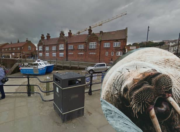 <p>A walrus called Thor was spotted having a rest at Scarborough Harbour ahead of the New Year</p>