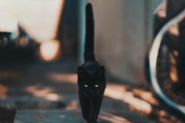 Can sighting of a black cat bring you bad luck on Friday the 13th?