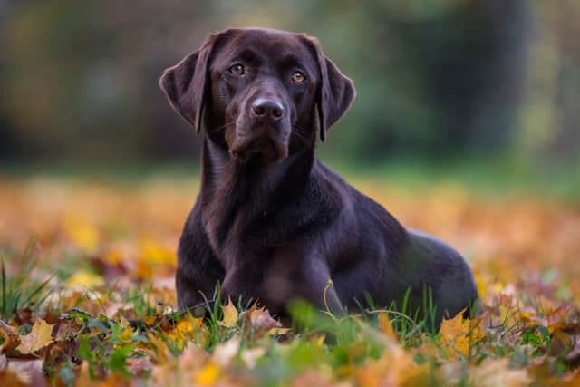 Labradors are one of the most stolen pets in the UK