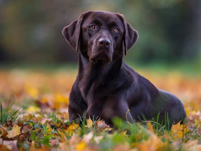 Labradors are one of the most stolen pets in the UK