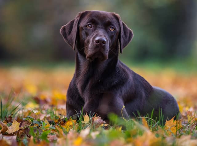 Labradors are one of the most stolen pets in the UK