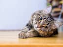 The charity has issued advice to cat owners ahead of the freezing weather
