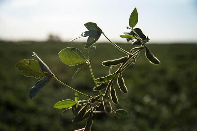 Researchers say the UK should swap to bread made out of legumes.