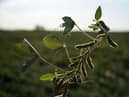 Researchers say the UK should swap to bread made out of legumes.
