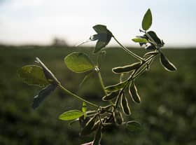 Researchers say the UK should swap to bread made out of legumes.