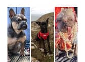 See the seven less than perfect pooches  competing to be crowned ‘Britain’s ugliest dog’