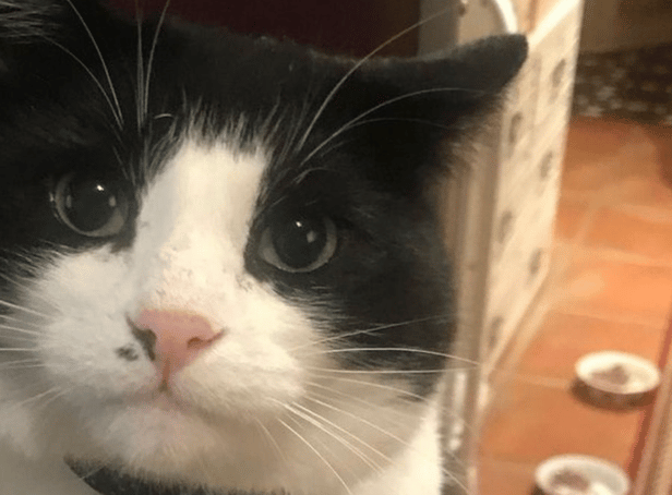 <p>Credit: Animal Rescue UK</p>