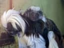 Nigel the young cotton-top tamarin monkey on mother Florencia’s back at  Drusillas Zoo Park in Alfriston, East Sussex (Credit: Drusillas Zoo Park/SWNS)